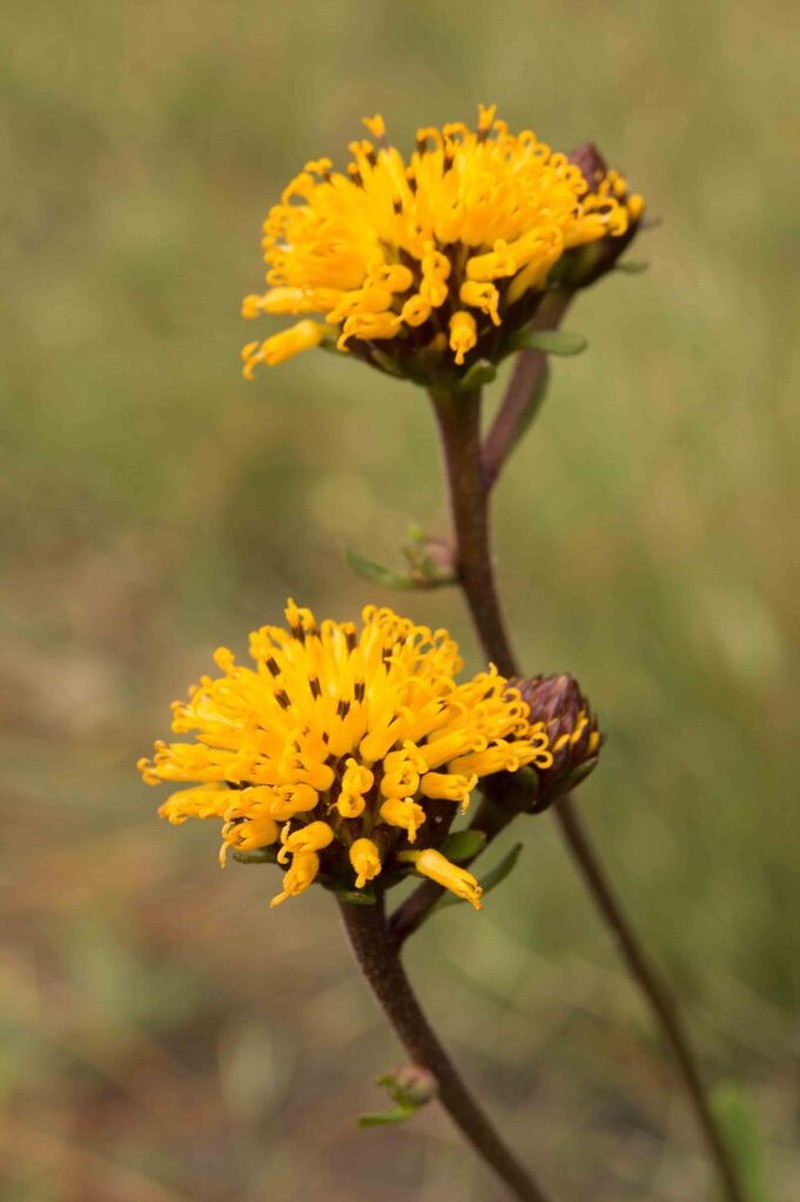 Chapman's Crownbeard photo 2