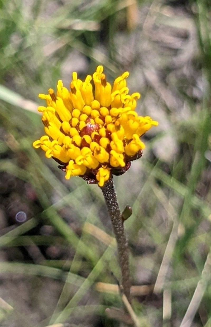 Chapman's Crownbeard photo 4