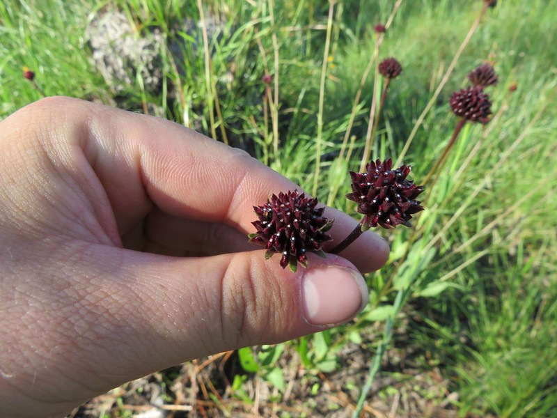 Chapman's Crownbeard photo 5