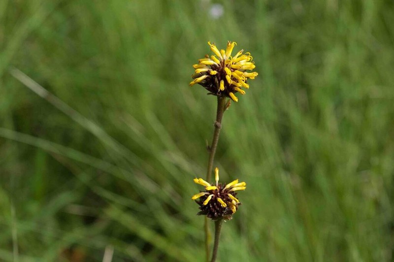 Chapman's Crownbeard photo 8