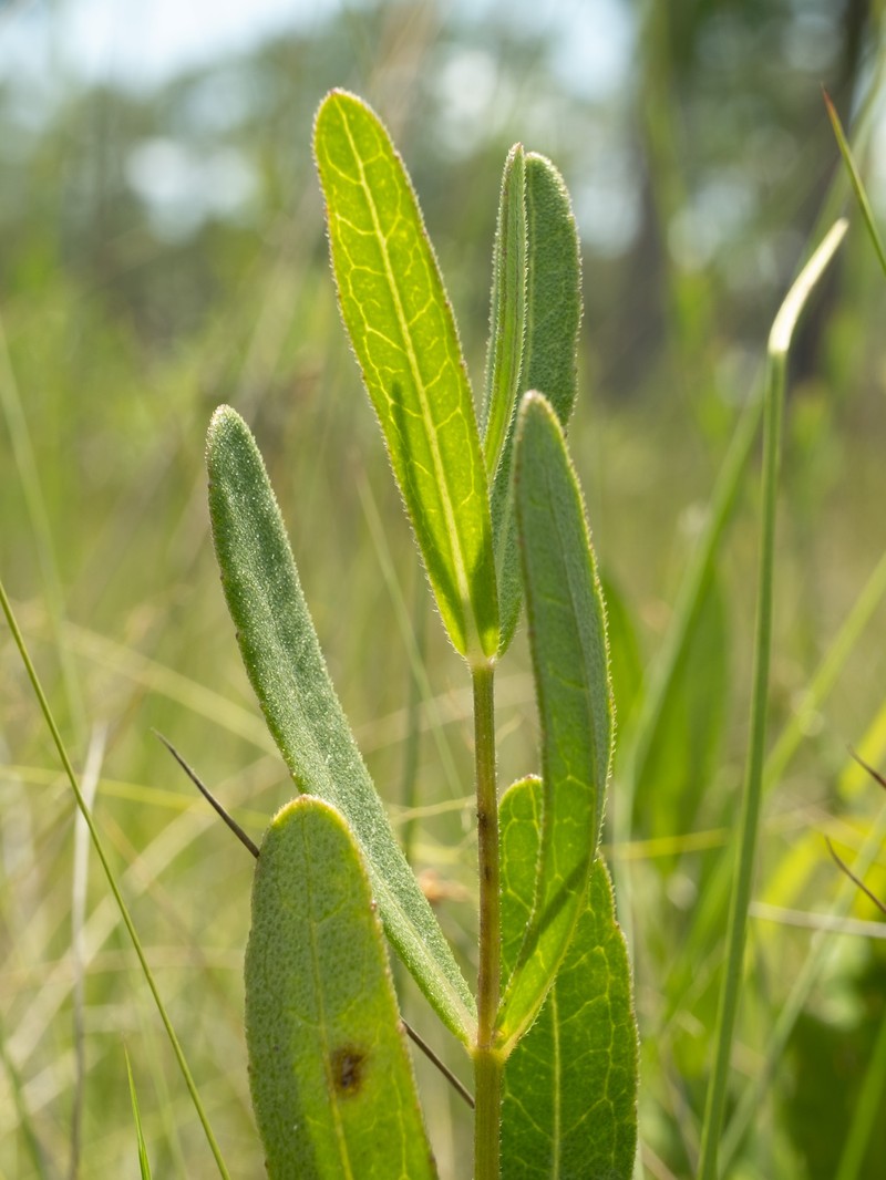 Chapman's Crownbeard