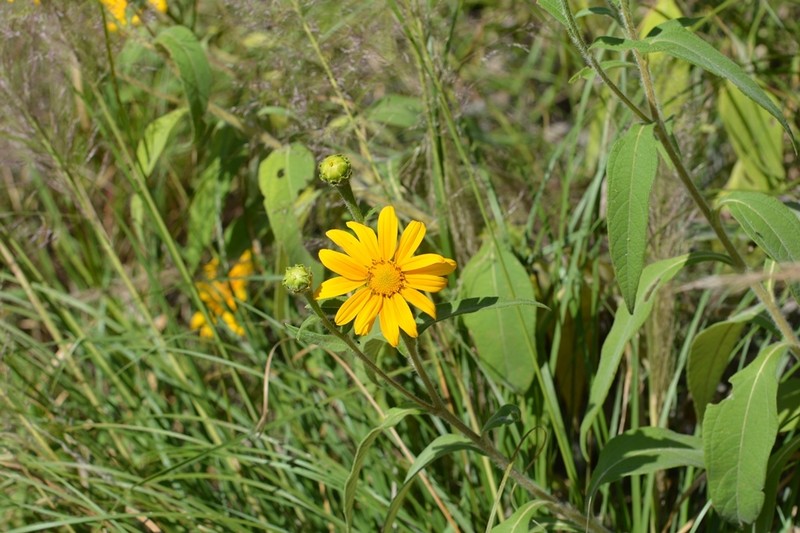Verbesina chiapensis photo 2