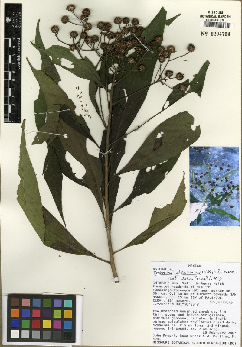 Verbesina chiapensis photo 3