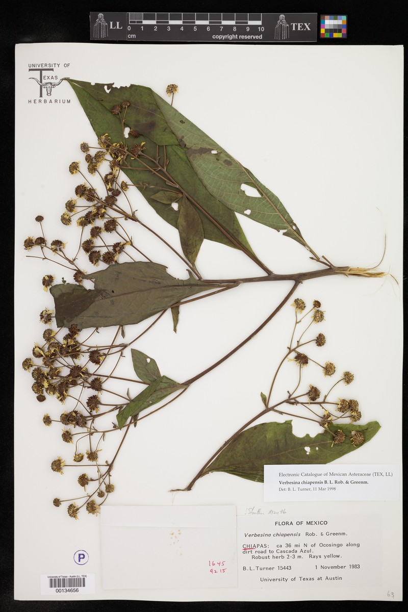 Verbesina chiapensis photo 4