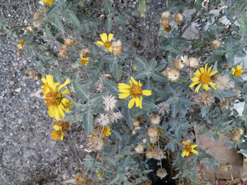 Verbesina chihuahuensis