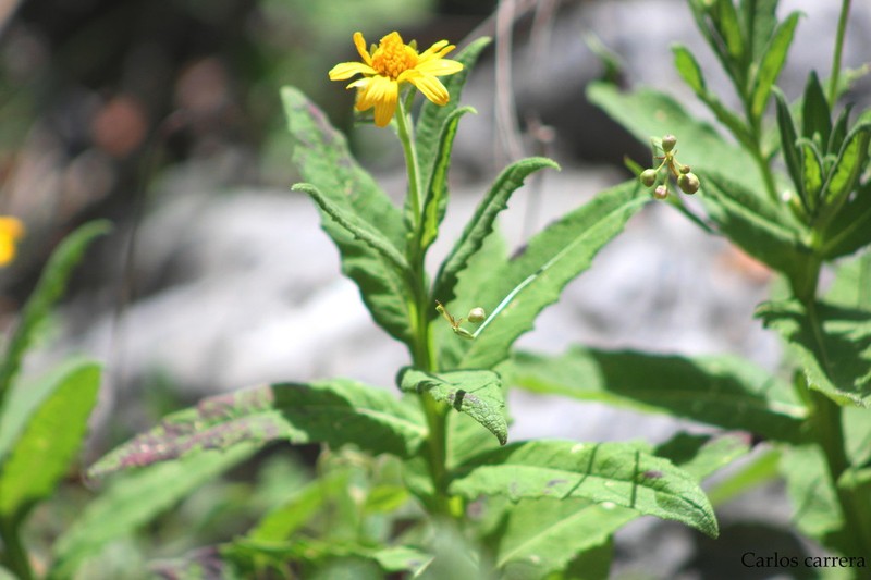 Verbesina chihuahuensis photo 2