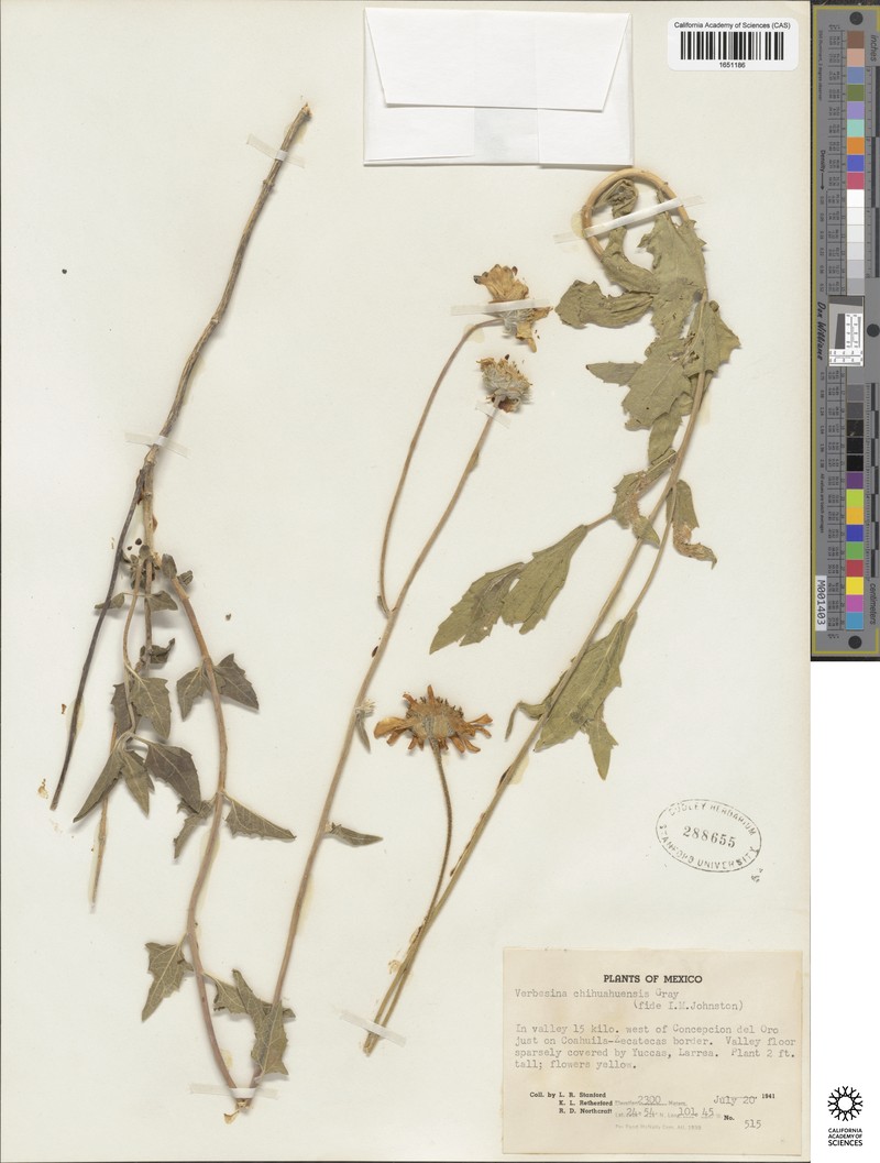 Verbesina chihuahuensis photo 3