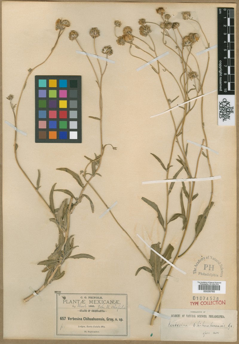Verbesina chihuahuensis photo 4