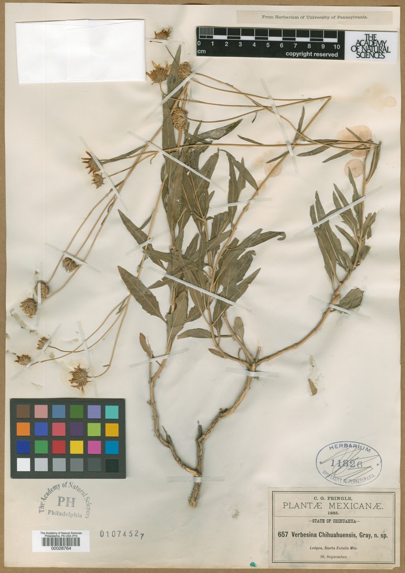 Verbesina chihuahuensis photo 5
