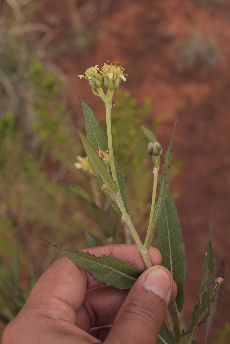 Verbesina cinerea