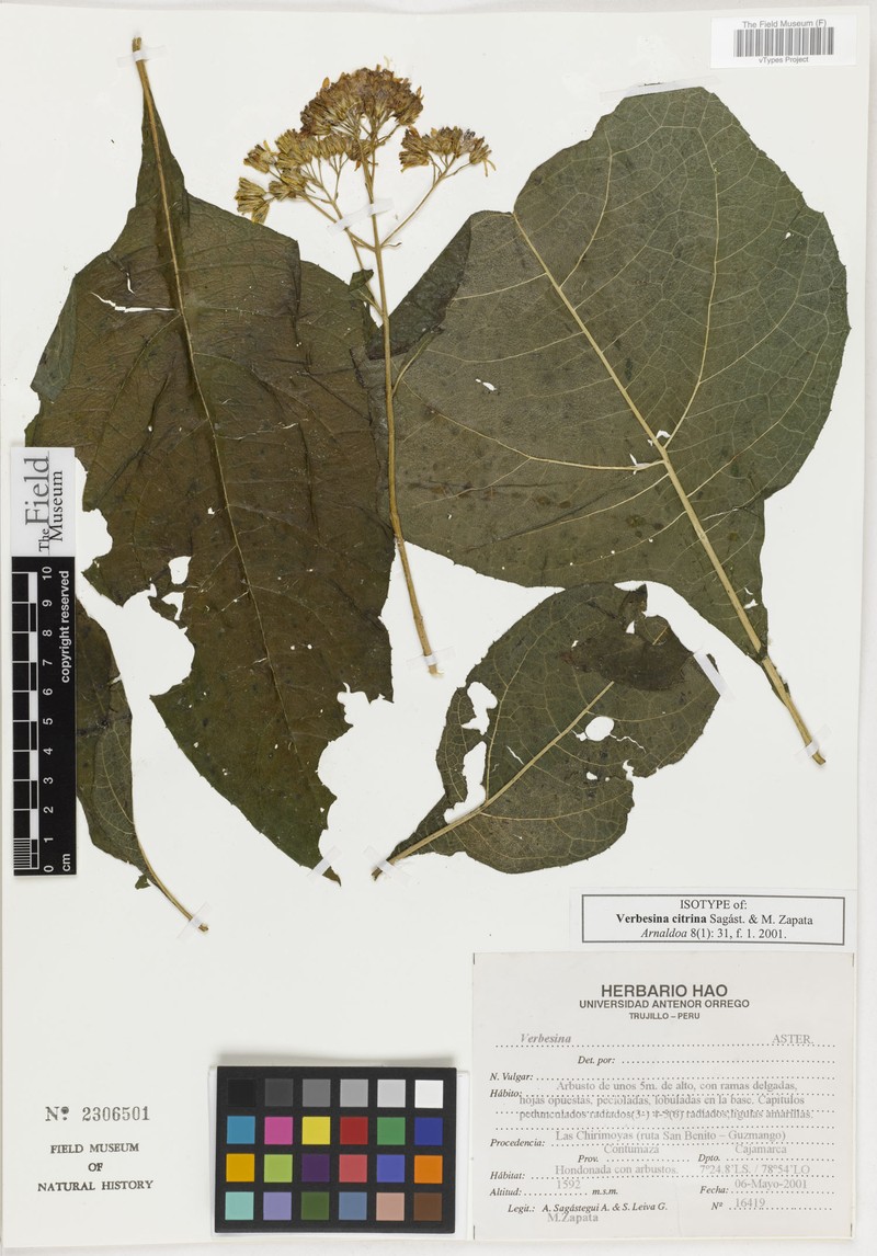 Verbesina citrina