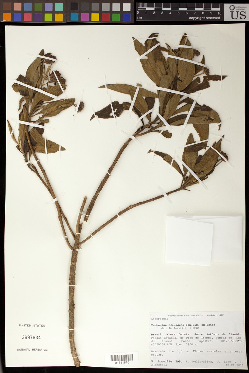 Verbesina claussenii