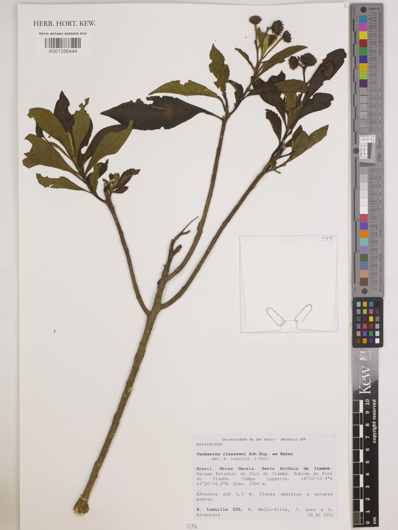 Verbesina claussenii photo 2