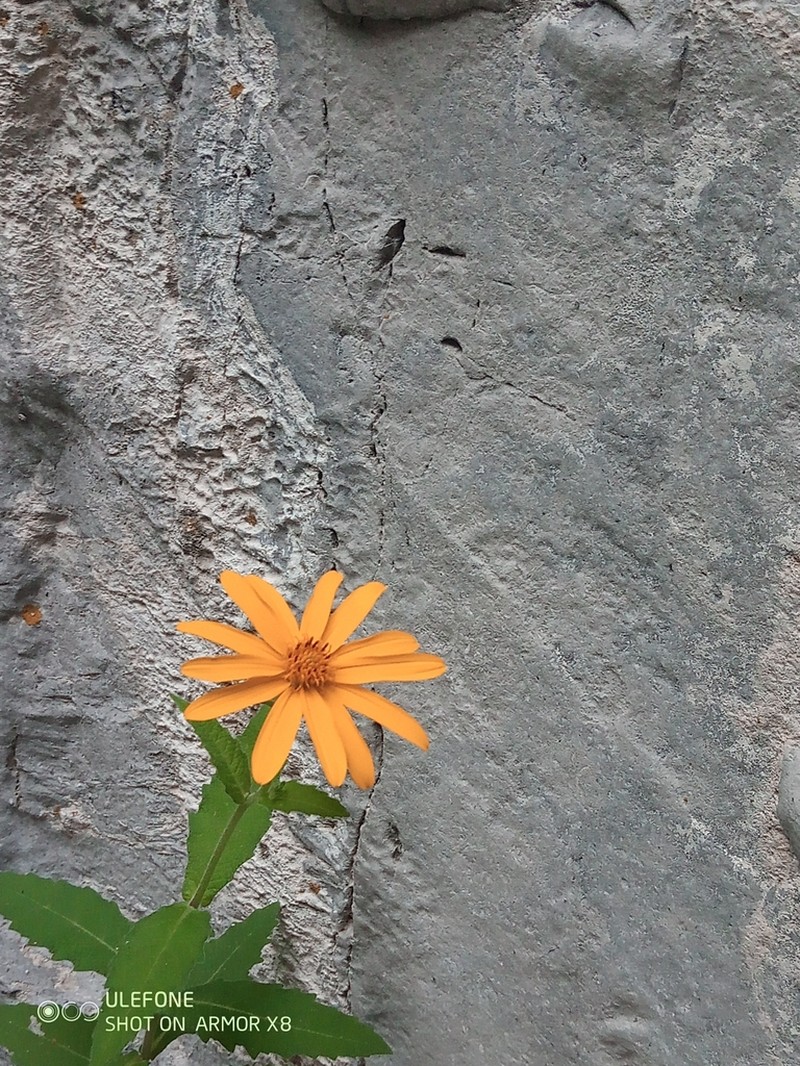 Verbesina coahuilensis