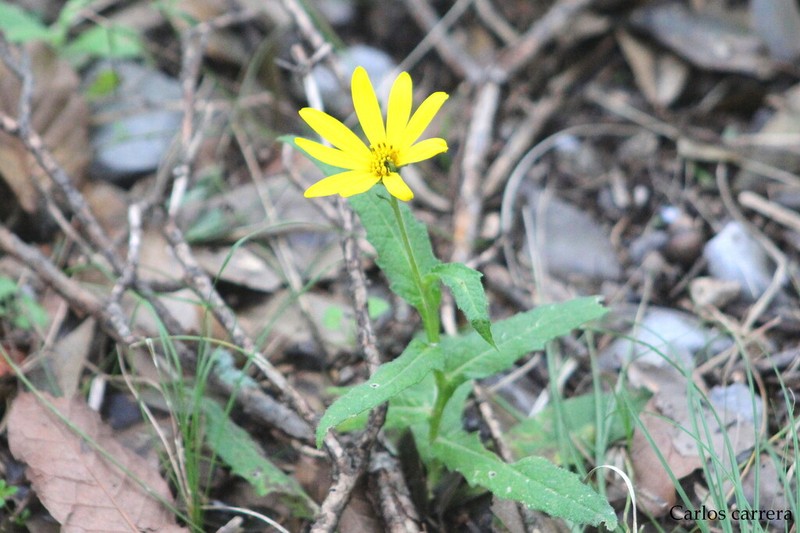 Verbesina coahuilensis photo 2