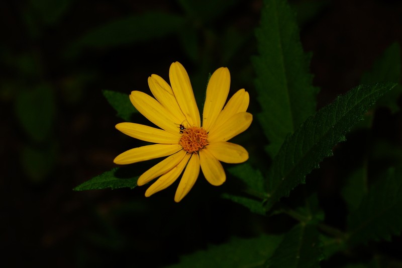 Verbesina coahuilensis photo 3
