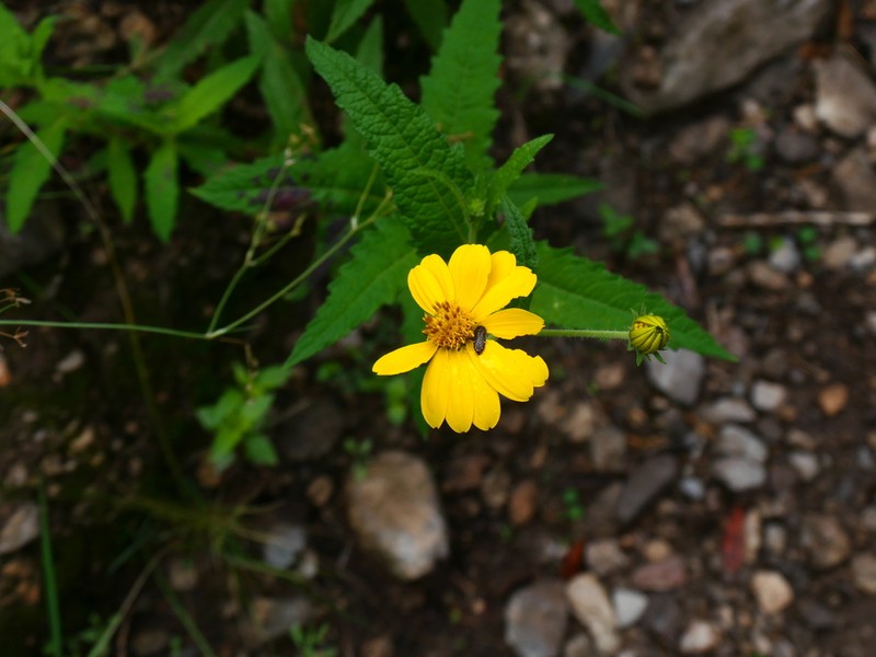 Verbesina coahuilensis photo 4