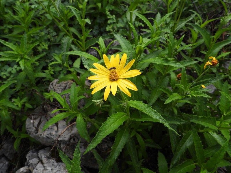 Verbesina coahuilensis photo 5