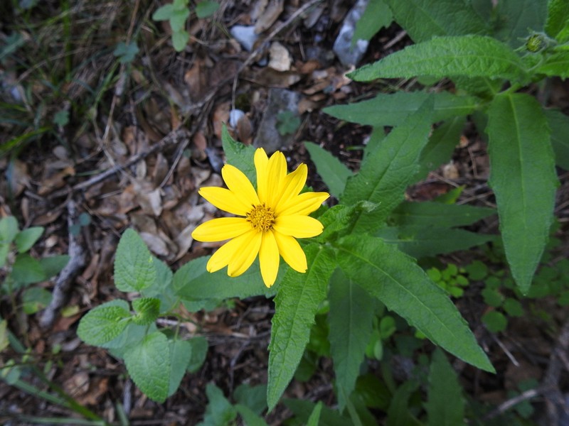 Verbesina coahuilensis photo 6