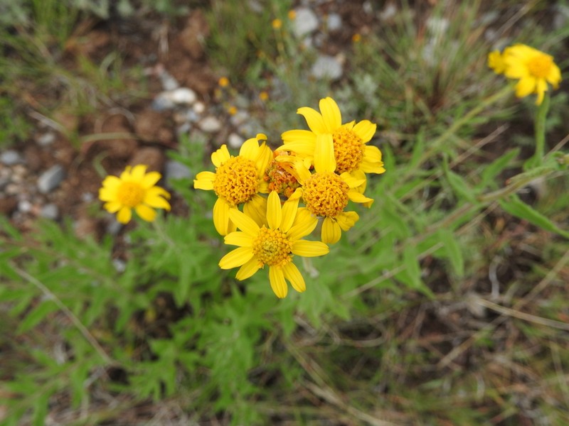 Verbesina coahuilensis photo 7
