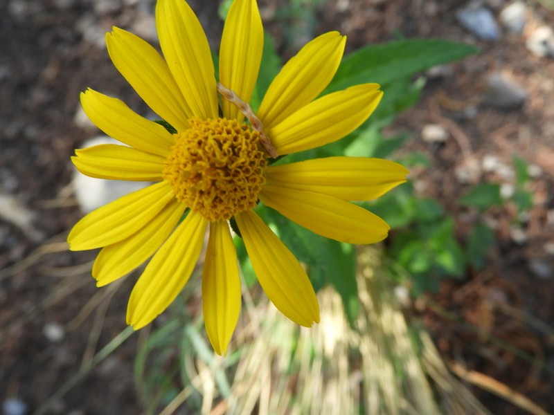 Verbesina coahuilensis photo 8