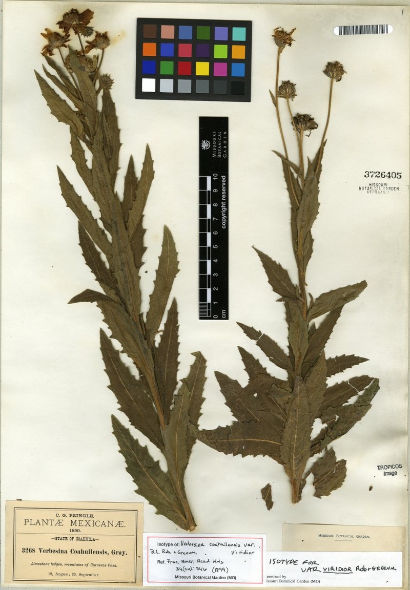 Verbesina coahuilensis var. viridior