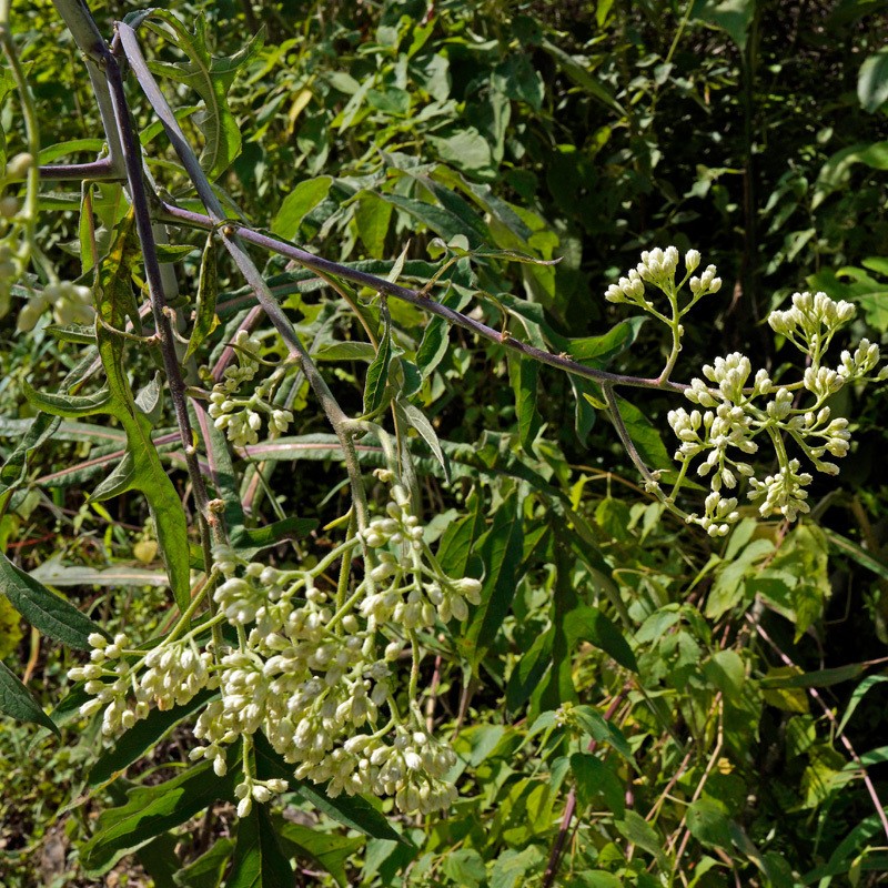 Verbesina columbiana
