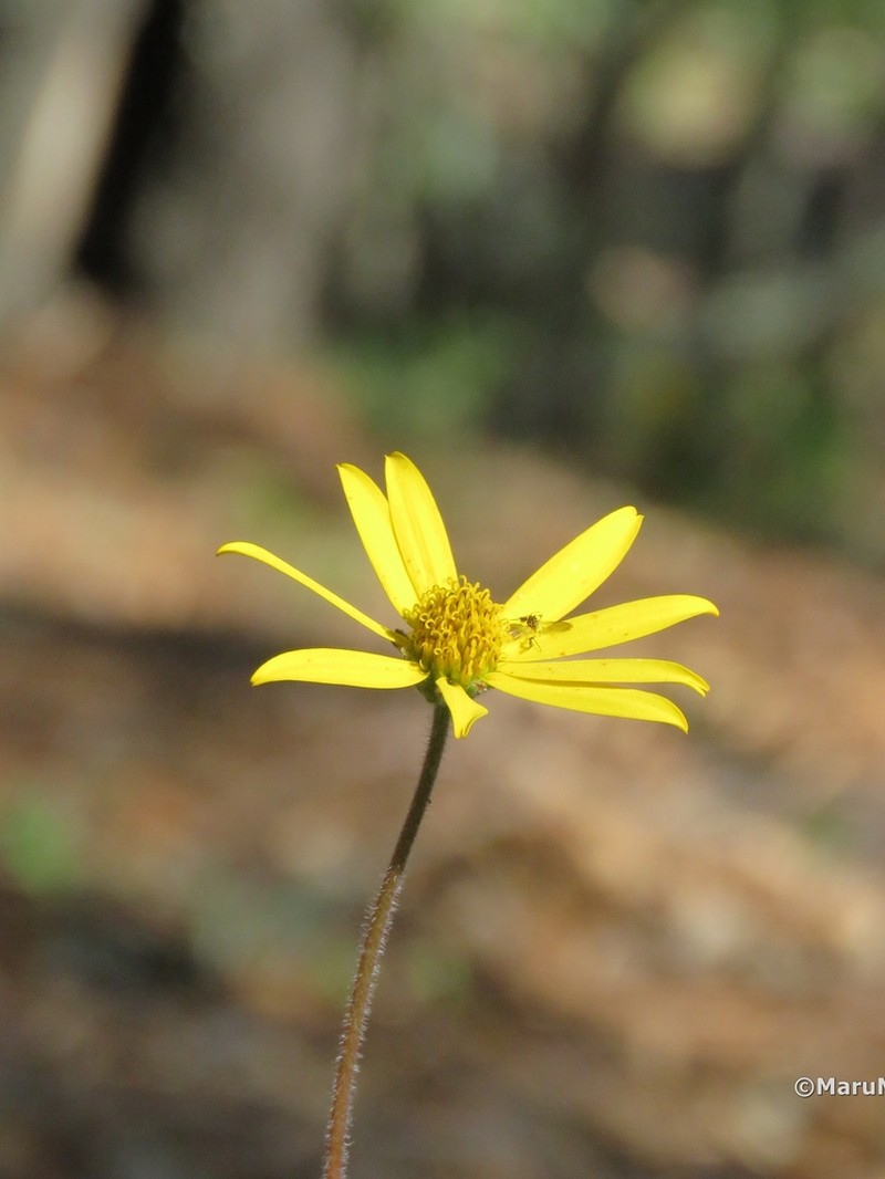 Verbesina coulteri photo 3