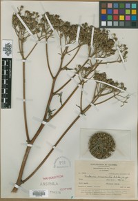 Verbesina crassicaulis