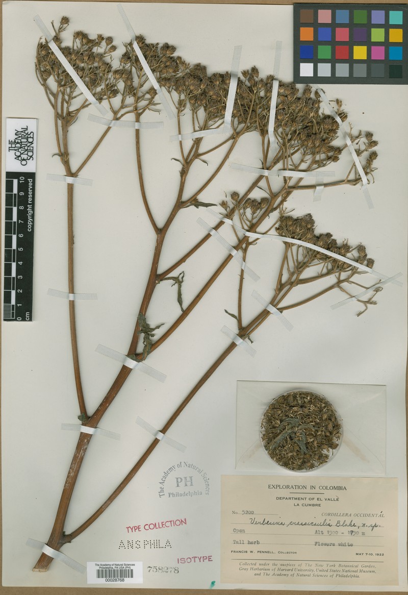 Verbesina crassicaulis