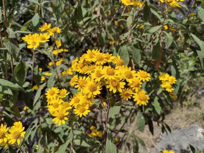 Verbesina crassipes photo 3