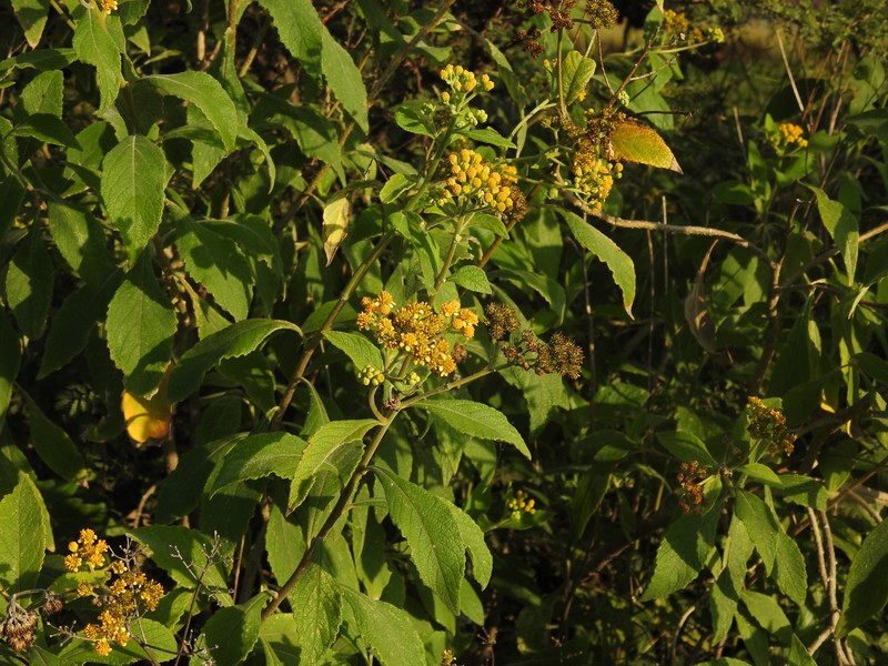 Verbesina crassipes photo 4