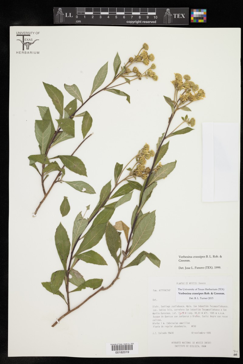 Verbesina crassipes photo 5