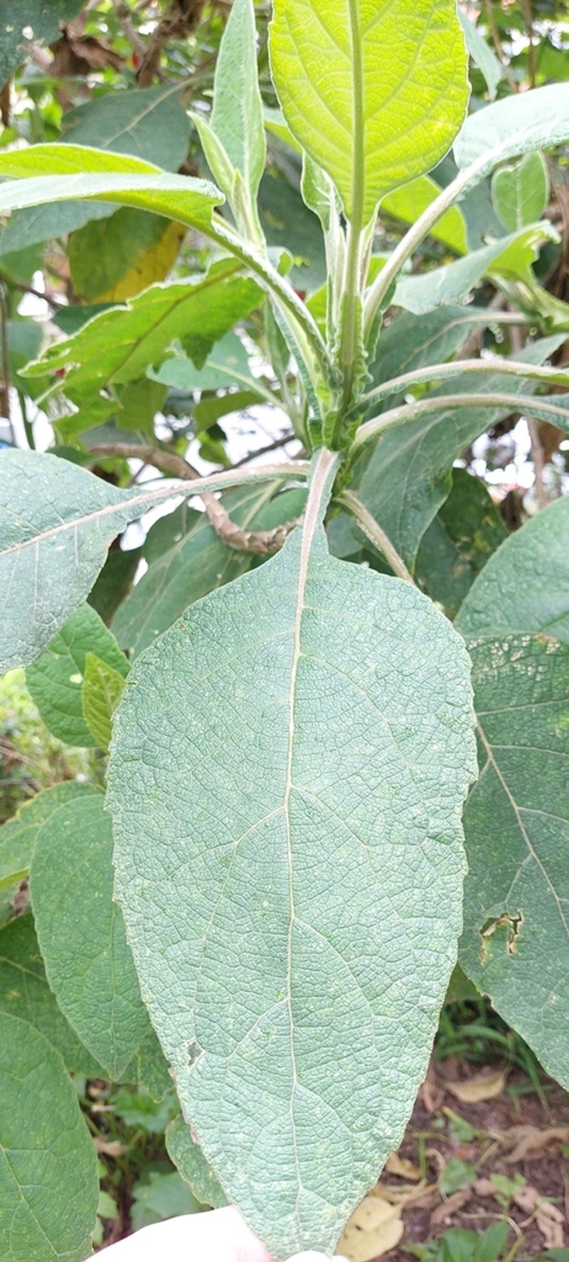 Verbesina crassiramea