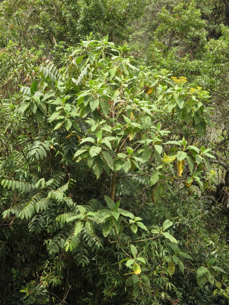 Verbesina crassiramea photo 2