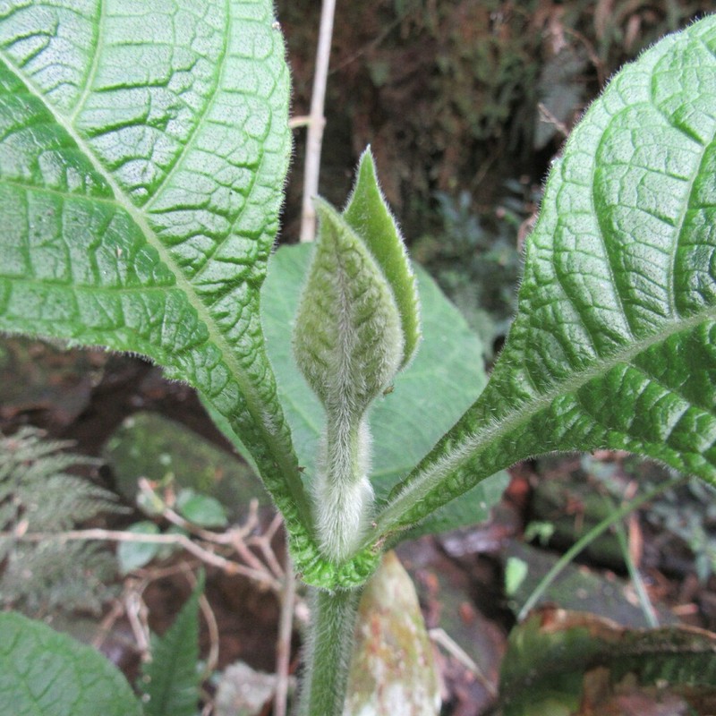 Verbesina crassiramea photo 3