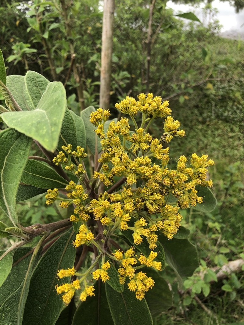Verbesina crassiramea photo 4