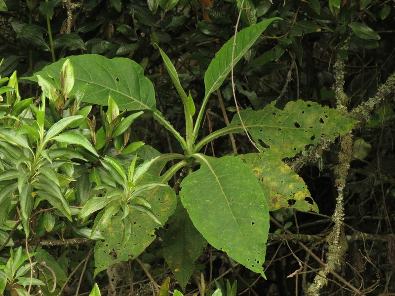 Verbesina crassiramea photo 6