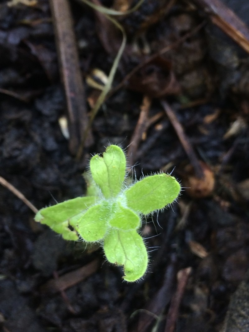 Verbesina crassiramea photo 7