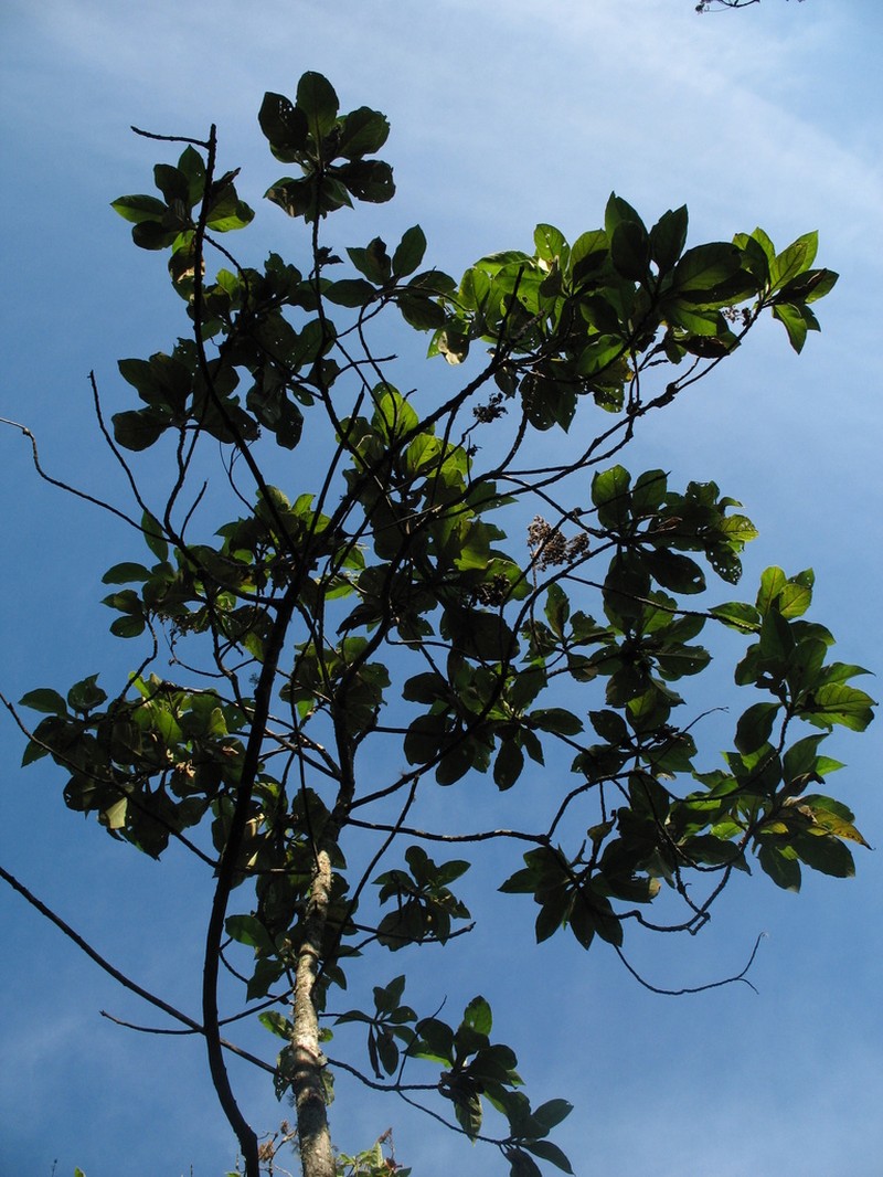 Verbesina crassiramea photo 8