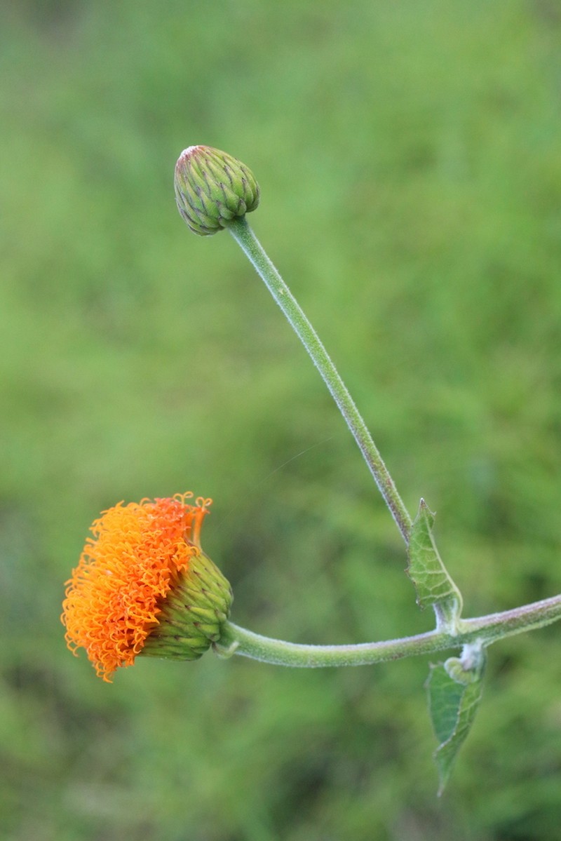 Verbesina crocata