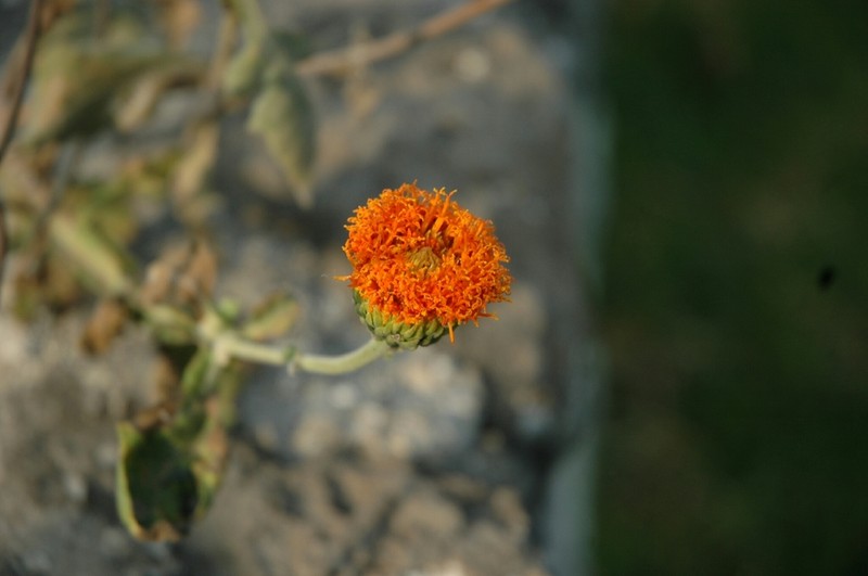 Verbesina crocata photo 4