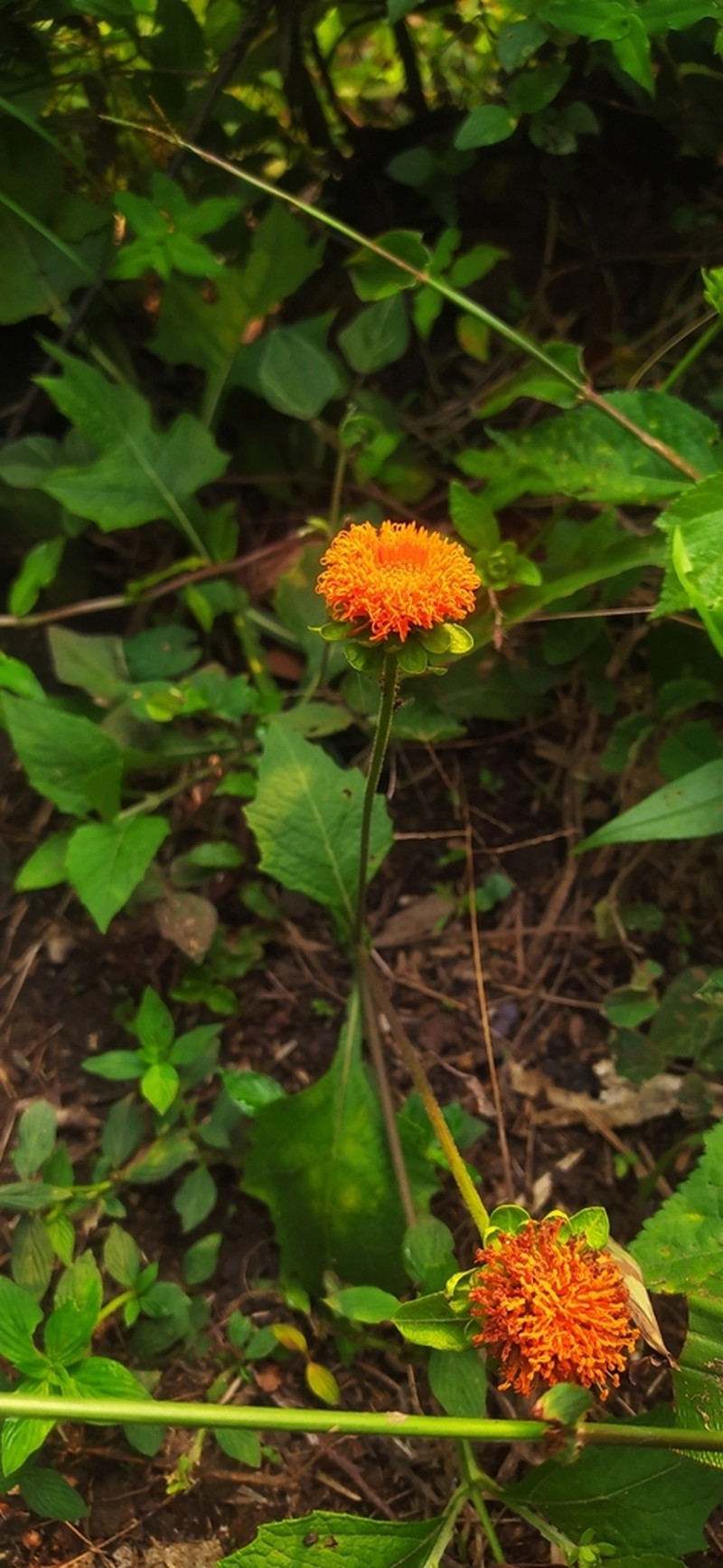 Verbesina crocata photo 6
