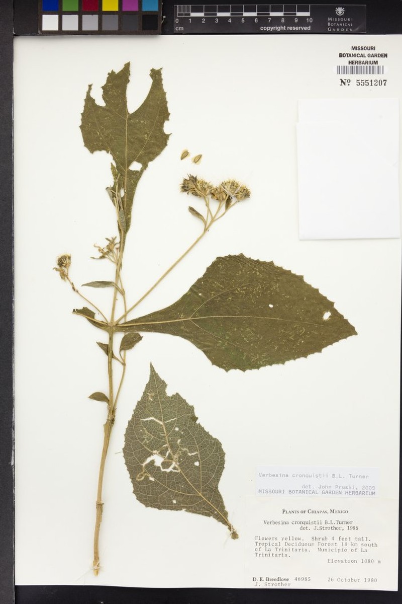 Verbesina cronquistii