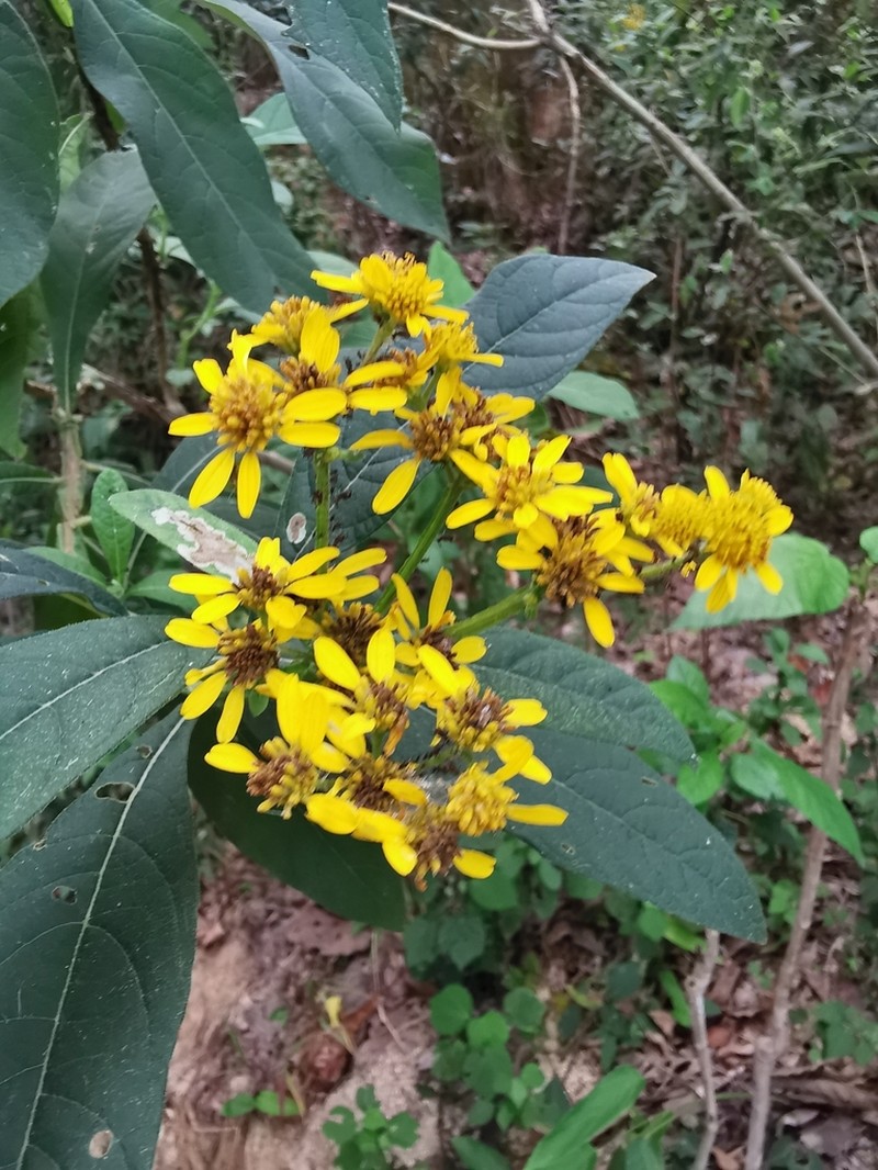 Verbesina culminicola
