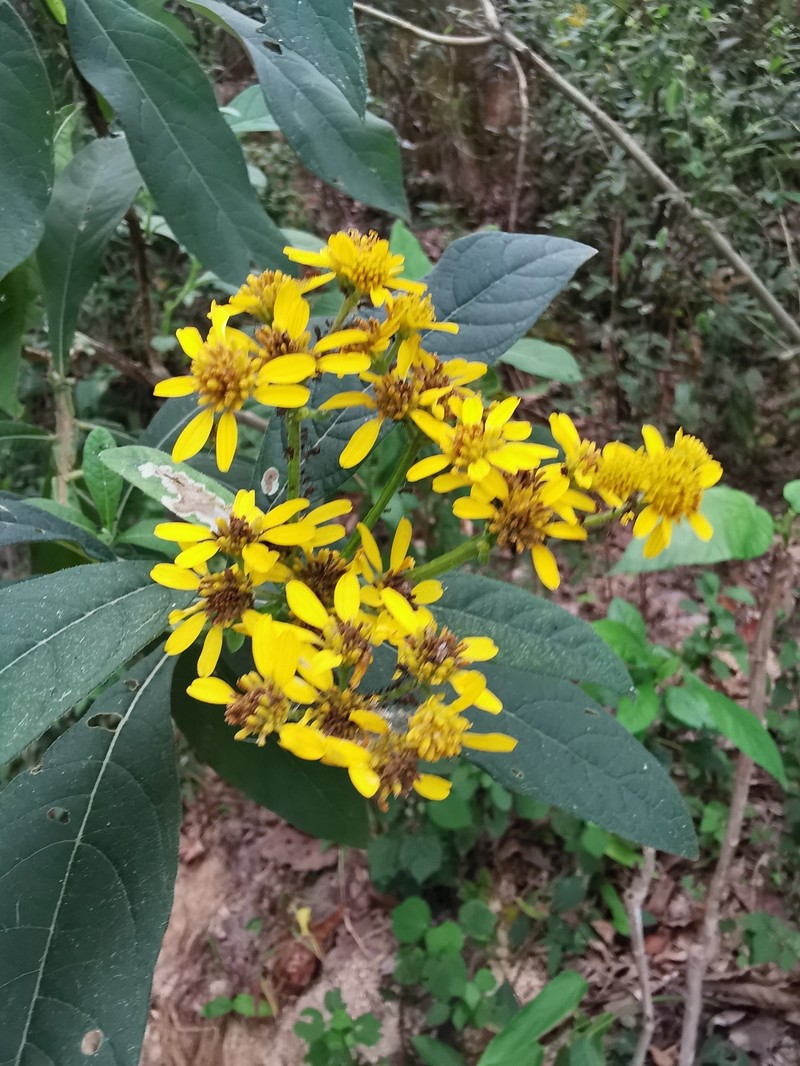 Verbesina culminicola photo 2