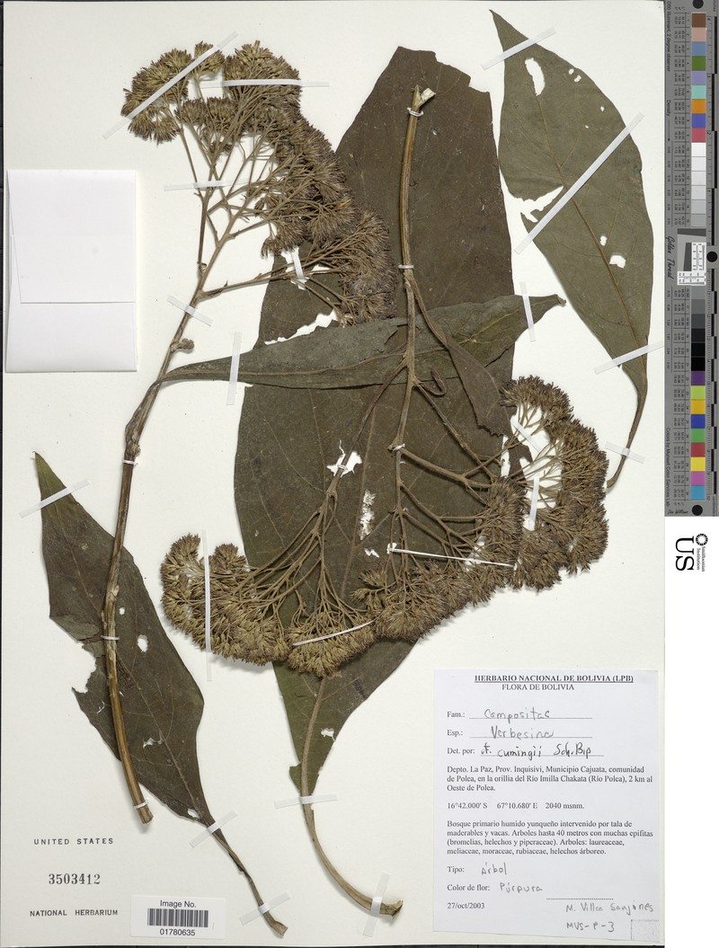 Verbesina cumingii