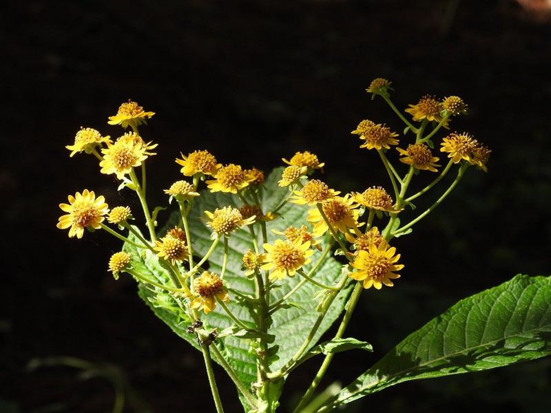 Verbesina cymbipalea
