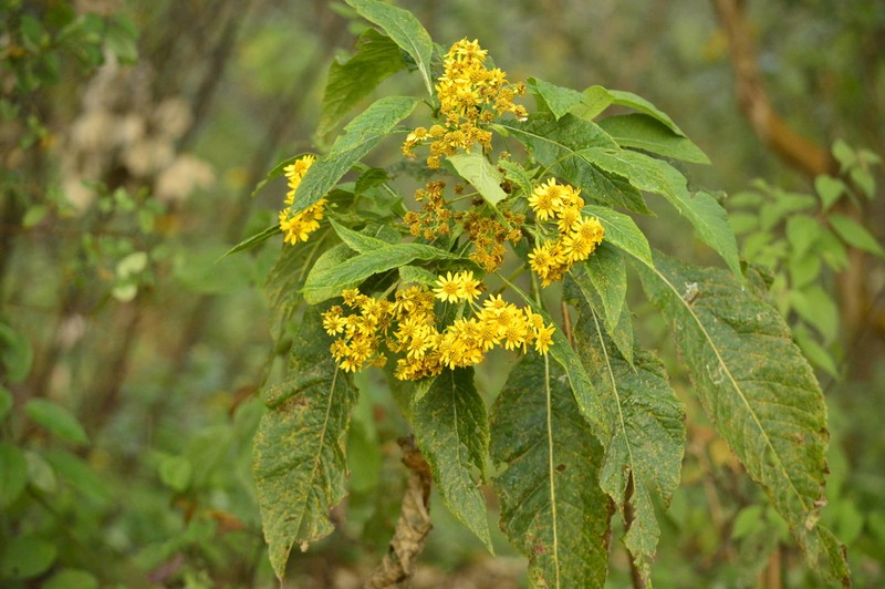 Verbesina cymbipalea photo 2