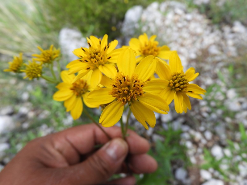 Verbesina daviesiae
